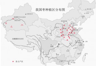 中国大枣种植分布图 ()
