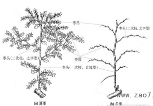 红枣期货“驾到” ()