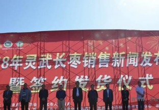 灵武建立“基地+枣农+协会”发展模式 助推长枣走遍全国 ()