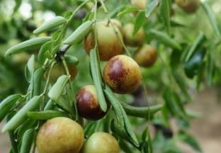 种植冬枣20余年 沾化冬枣的见证人 ()