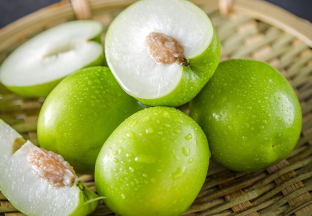 广西种植的台湾大青枣已经坐果 ()