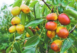 “脆蜜珍珠枣”北果南种渝北反响较好 ()