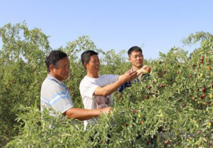 新疆兵团职工科技种枣 带动乡亲致富 ()