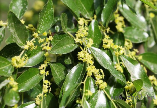 新疆若羌：第六届“枣花节”顺利召开 ()