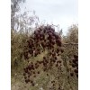 新疆麦盖提县灰枣