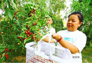 新疆托克逊：红枣成熟 果农喜获丰收 ()