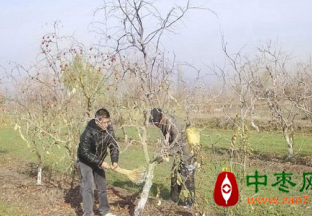 且末县：志愿者帮村民管护枣树获赞 ()