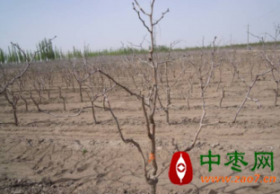 新疆阿克苏：疫情防控不误春耕生产 ()