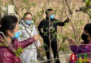 大荔：冬枣产业“一对一”帮枣农抓管理促生产 ()