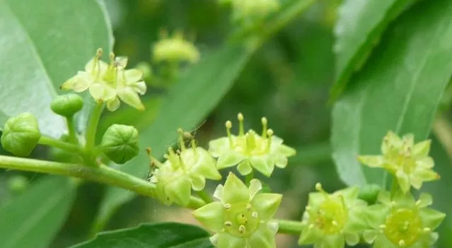 蜂蜜浏览器_640