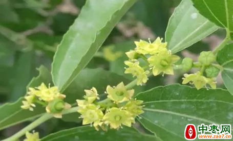 蜂蜜浏览器_640