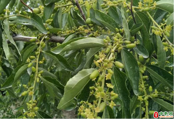 蜂蜜浏览器_640