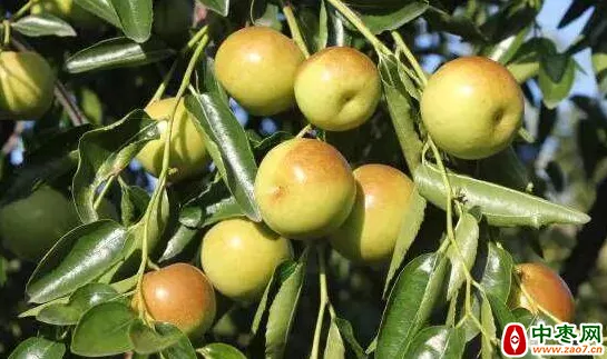 蜂蜜浏览器_640 (1)