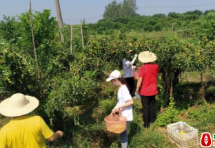 湖北鄂州：枣果成熟采摘忙 ()