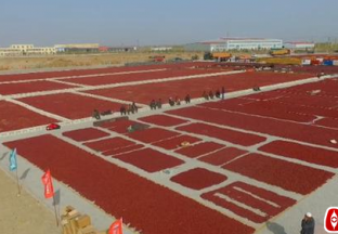 新疆麦盖提：灰枣获得特优级农产品气候品质认证 ()