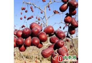 新疆靠红枣产业实现脱贫 ()
