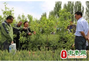 专业指导 红枣增收不用愁 ()