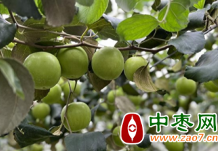 高雄蜜枣外销法国 ()