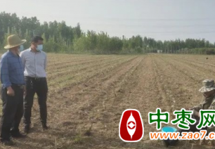 李旗庄镇： 乡村振兴“枣”实现 致富路上“枣”当 ()