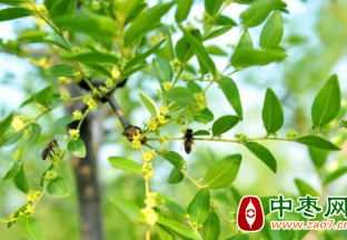千年板枣林，万亩枣花香 ()