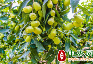 若羌：免费发放水溶肥 助力红枣提质增效 ()