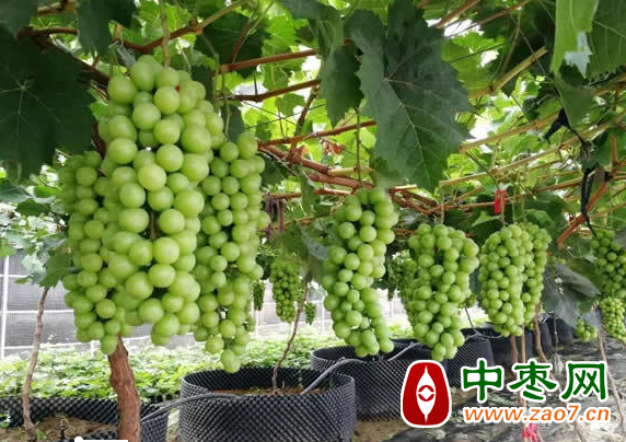 图片1