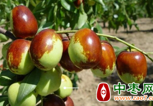 助力红枣提质增收 无人机防治病虫害 ()