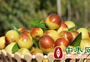 沾化冬枣挂枝头 订单主动找上门 ()