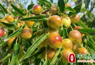 河南濮阳：小冬枣让农户尝到了大甜头 ()