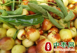 无棣：冬枣红 枣农乐开怀 ()