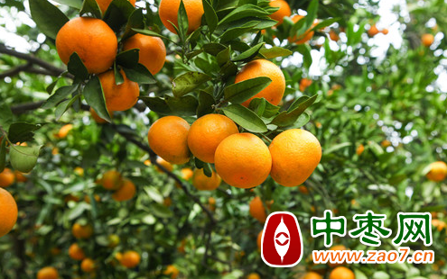 图片5