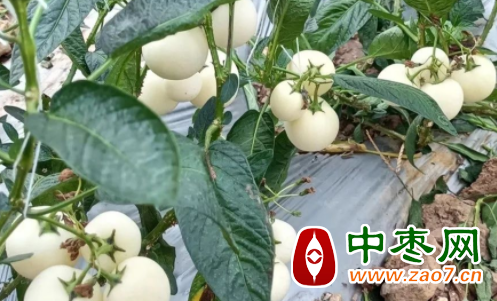 图片1