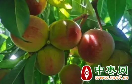 图片7