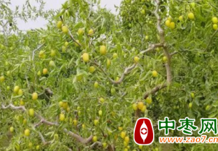 若羌：枣树管护正当时 农技培训进枣园 ()